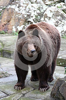 Brown bear