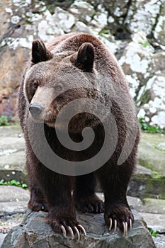Brown bear