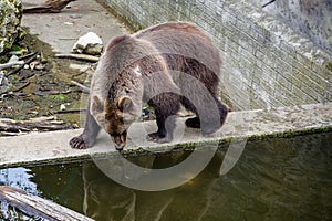 Brown bear in the zoo by the water with its reflection