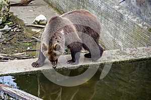 Brown bear in the ZOO by the water with his reflection