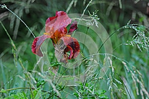 Brown bearded iris with raindrops