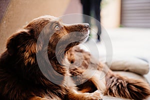 brown beardless dog. shelter for homeless animals. photo