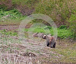 Brown Bears