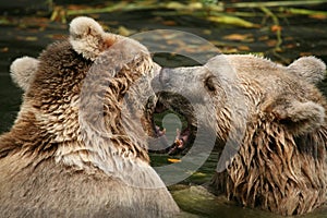 Brown bears