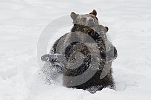 Brown bears