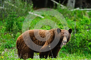 Brown Bears