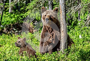Brown bears. She-bear and bear-cubs in the summer forest. Green forest natural background.