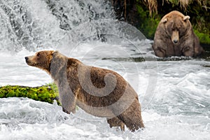 Brown Bears at Brooks River Falls