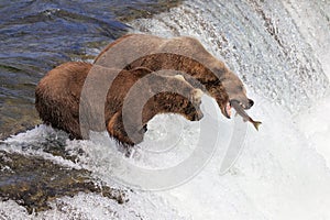 Brown Bears Catching Fish in Katmai National Park and Preserve