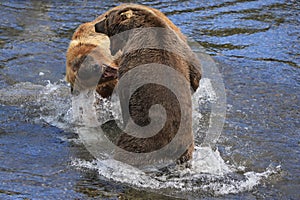 Brown Bears Fighting in Katmai National Park and Preserve