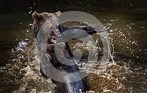 Brown bears fighting in the river