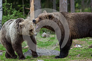 Brown bears in Finnish Tiaga forests