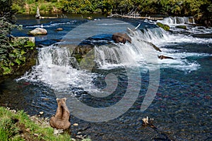 Brown bears fishing for salmon in the Brooks River, above and below Brooks Falls, Katmai National Park, Alaska, USA