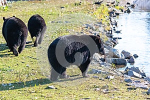 Brown bears in the forest