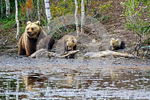 Brown Bears, in Kuusamo region, Finland photo