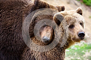 Brown bears mating in the spring forest