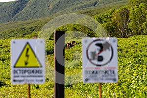 Brown bears near the Kuril lake. Warning signs on the fence in the Kronotsky Reserve, Russia, Kamchatka