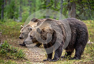 Brown bears in the pine forest. Scientific name: Ursus arctos. Natural habitat. Autumn season