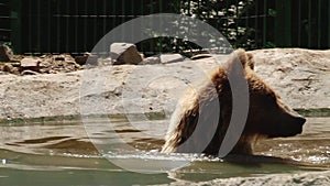 Brown Bears play in the reserve in the pond