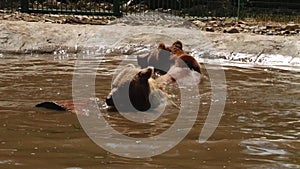 Brown Bears play in the reserve in the pond