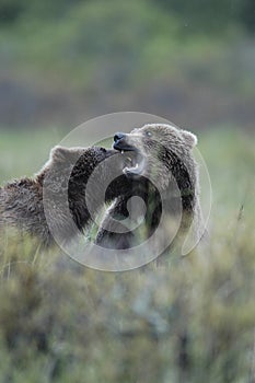 Brown bears playing