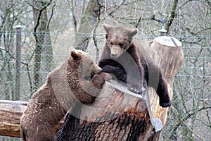 Brown bears playing, Skansen Park, Stockhol