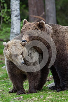 Brown bears in showing affection
