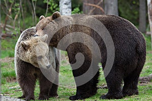 Medvědi hnědí v projevování náklonnosti