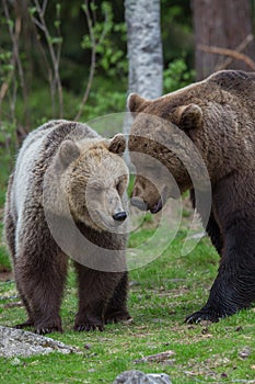 Brown bears in showing affection