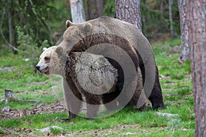 Brown bears in showing affection