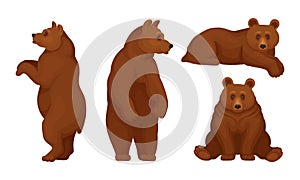 Brown Bears Sitting and Standing Vector Set