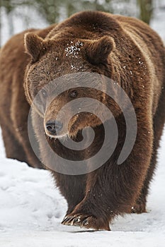 Brown bears in snow
