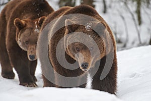Brown bears in snow photo