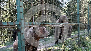 Brown Bears Stand on their Hind Legs Behind a Fence in a Zoo Reserve