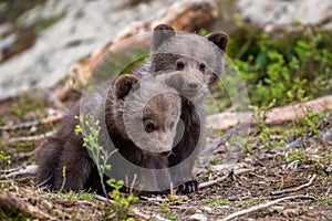 Brown bears standing in forest