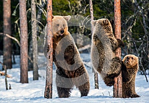 Brown bears stands on its hind legs by and Bear Cubs Climbing a Pine Tree.
