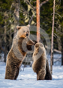 Brown bears stands on its hind legs and Bear Cubs Climbing a Pine Tree.