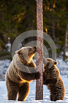 Brown bears stands on its hind legs by a pine tree.