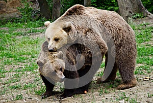 Brown bears