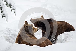 Brown Bears Ursus arctos