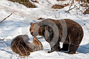 Brown Bears (Ursus arctos) photo