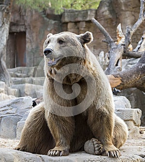 Brown bears, Ursus arctos