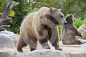 Brown bears, Ursus arctos