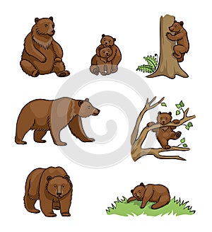 Brown bears - vector illustration