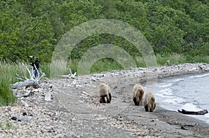 Brown Bears walking on shoreline