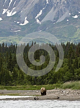 Brown Bears walking on shoreline