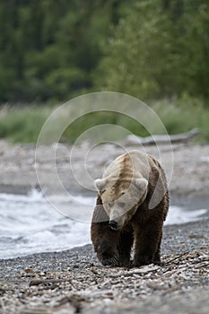 Brown Bears walking on shoreline