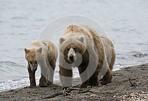 Brown Bears walking on shoreline
