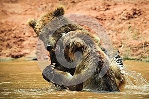 Brown bears watering