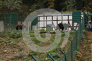 Brown bears in the zoo walking behind the fence